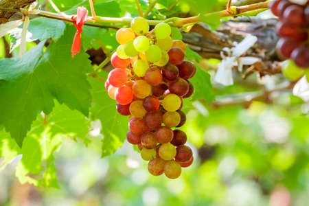 Fresh grapes on the vine