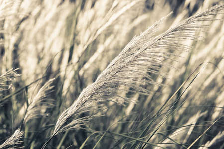 Closeup Reed field waver in the windの写真素材