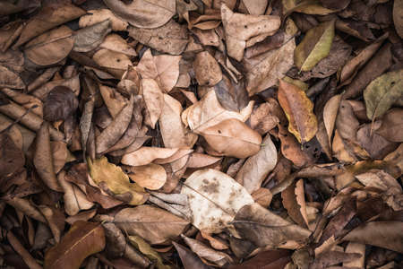 Pile of dried leaves on the ground in the forestの写真素材
