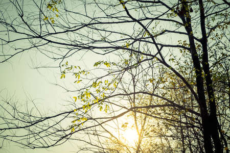Less leaves in fall season with sunset, vintage colorの写真素材