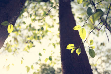 Leaves bud in the forest, vintage color style