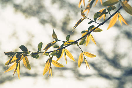 Leaf color change in the forest, vintage colorの写真素材