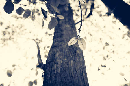 Leaves bud in the forest, vintage color styleの写真素材