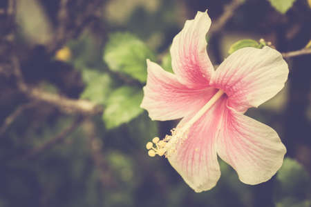 Hibiscus or Chinese Rose flower, vintage color styleの写真素材