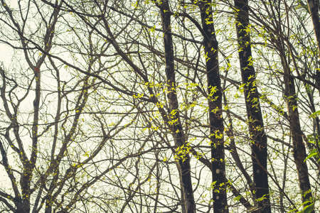 Leaves color change on treetop in the forest, vintage styleの写真素材