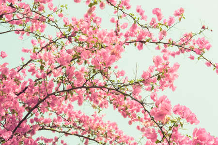 Bougainvilleas or paper flowers bloomingの写真素材