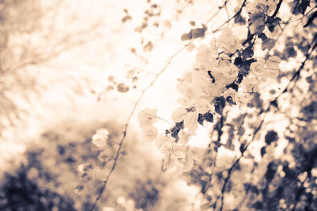 Bougainvilleas or paper flowers bloomingの写真素材