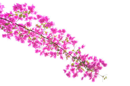 Bougainvilleas or paper flowers on treetop isolated (against white sky)の写真素材