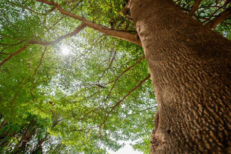 Spread branch of tropical treetop with sunlight beam (Terminalia ivoriensis A. Chev. in science name)の写真素材
