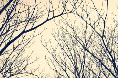 Silhouette leafless trees in the forest, retro color styleの写真素材