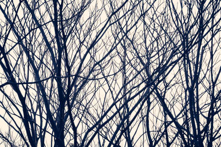 Silhouette leafless trees in the forest, retro color styleの写真素材