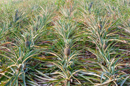 Pineapple produce in the farmの写真素材
