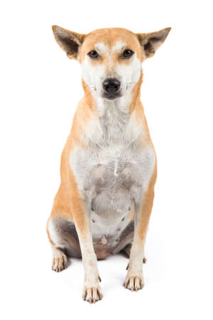 Female Thai dog on white backgroundの写真素材