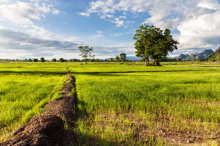 Rice field at Noen Maprang district, Phitsanulok, Thailandの写真素材