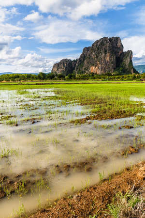 Rice field with limestone mountain in cultivated season at Noen Maprang district, Phitsanulok,...