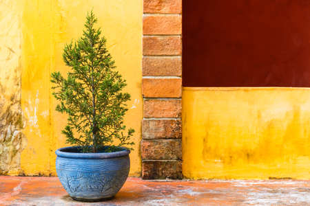 Green plant in blue pot on yellow building