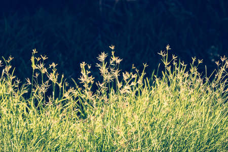 Vintage photo of grass field in partly sunlightの写真素材