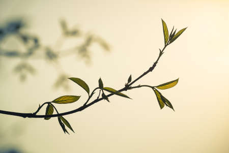 Leaves bud on treetop in the forest, vintage colorの写真素材