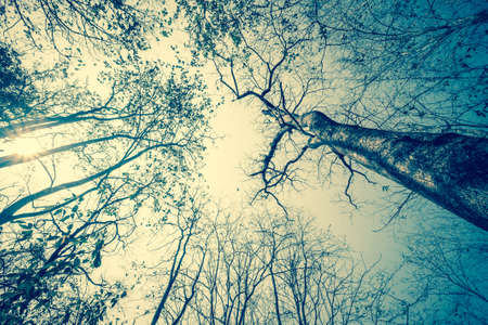 Vintage photo of dry treetop in the forest