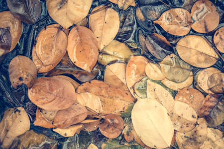 Dry leaves in the forest fall on the water on the groundの写真素材