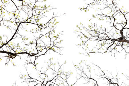 Dry treetop isolated (against white sky)