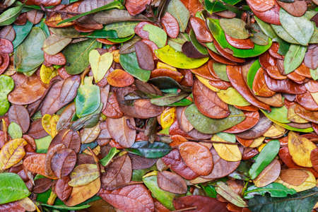 Wet fallen leaves after rain on the groundの写真素材
