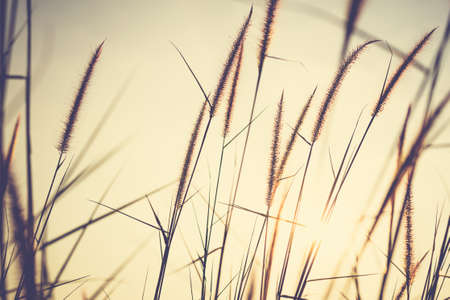 Vintage photo of field in sunsetの写真素材