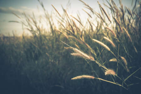 Grass flowers blooming in the fieldの写真素材