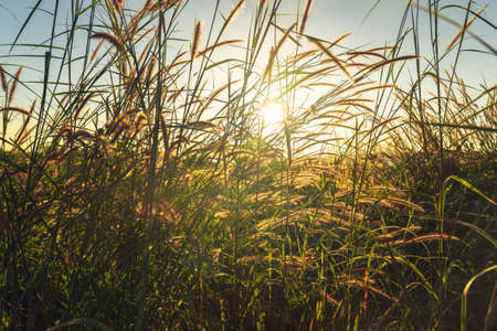 Grass flowers blooming against sunset in the field