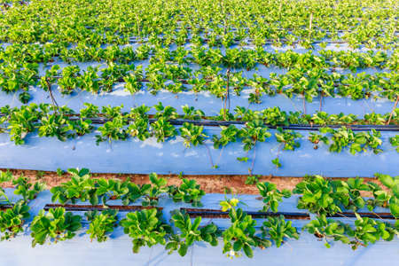 Closeup row of strawberry treesの写真素材