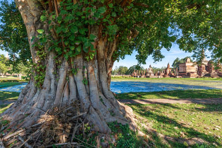 Old Bodhi tree in Sukhothai Historical Park, Thailandの写真素材