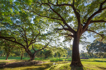 Old Rain Tree against sunlight in Sukhothai Historical Parkの写真素材