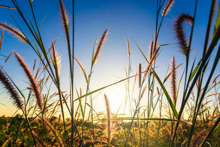 Grass flowers blooming against sunset in the fieldの写真素材