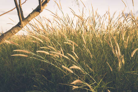 Grass flowers blooming in the field