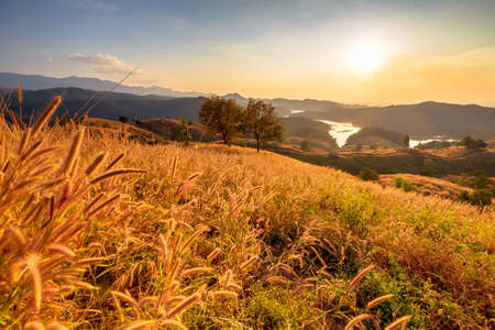 Grass flowers blooming in the field, sunset on the mountain in Northern of Thailandの写真素材