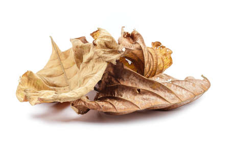 Wilted teak leaves isolated on white backgroundの写真素材