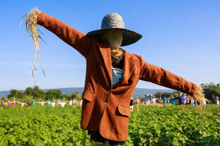 Closeup scarecrow in countryside of Thailandの写真素材