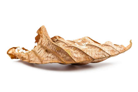 Wilted teak leaf isolated on white background
