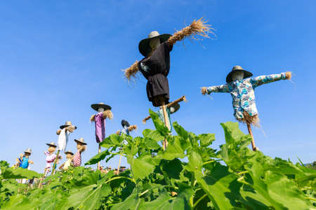 Scarecrow in sunflower farm, countryside of Thailandの写真素材