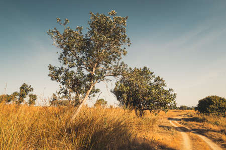 Trees in savanna field with dirt road, retro color styleの写真素材