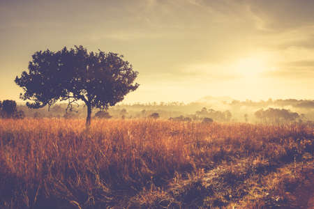 Vintage photo of savanna field in the morning with silhouette treeの写真素材