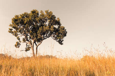 Alone tree in the meadow, retro color styleの写真素材