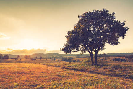 Vintage photo of tree in savanna fieldの写真素材