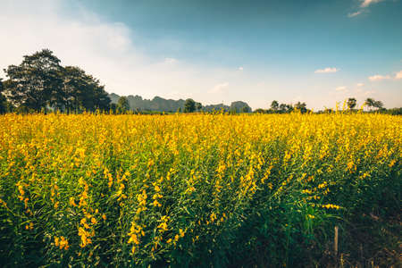 Vintage photo of yellow field in countrysideの写真素材