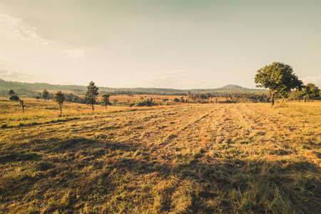 Vintage photo of savanna fieldの写真素材