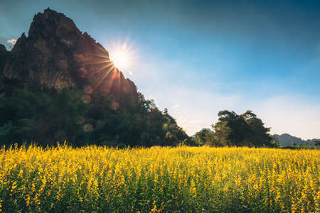 Vintage photo of yellow field in countrysideの写真素材