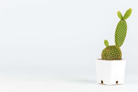 Small cactus in plastic pot on white backgroundの写真素材