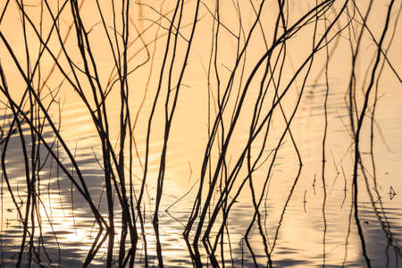 Dry tree in the lake at sunset time