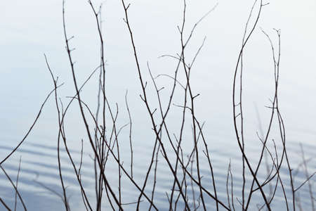 Dry tree in the lakeの写真素材