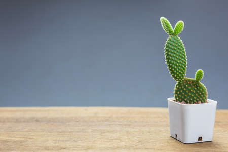 Small cactus in plastic potの写真素材